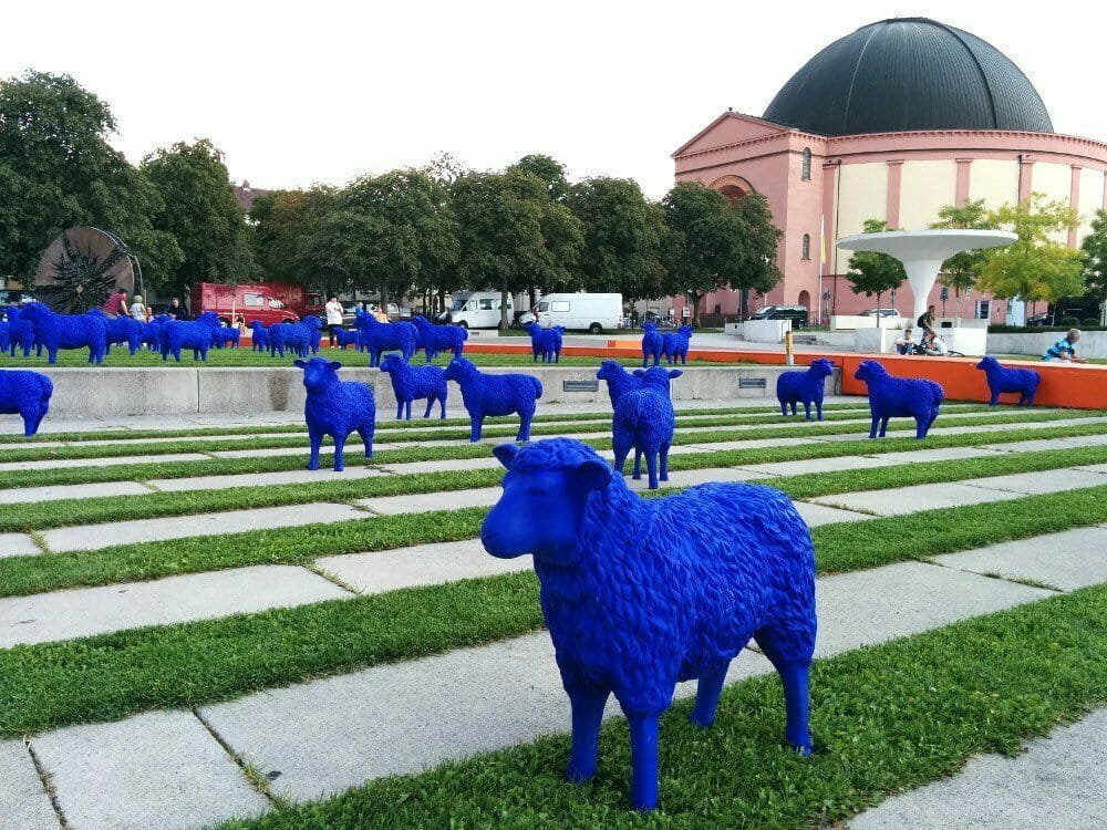 Blaue Schafe